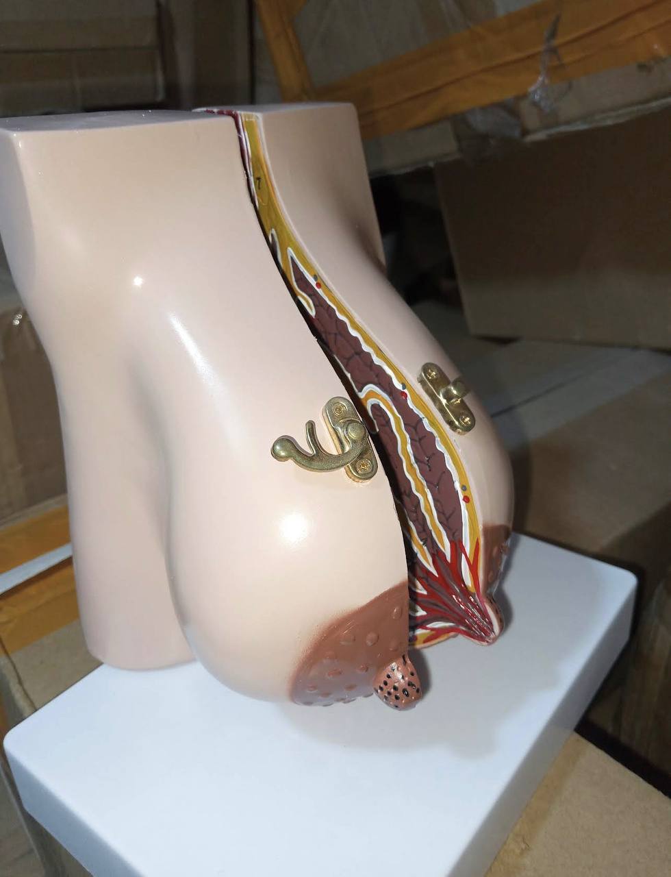 Anatomical cross-section training model for clinical examination teaching
