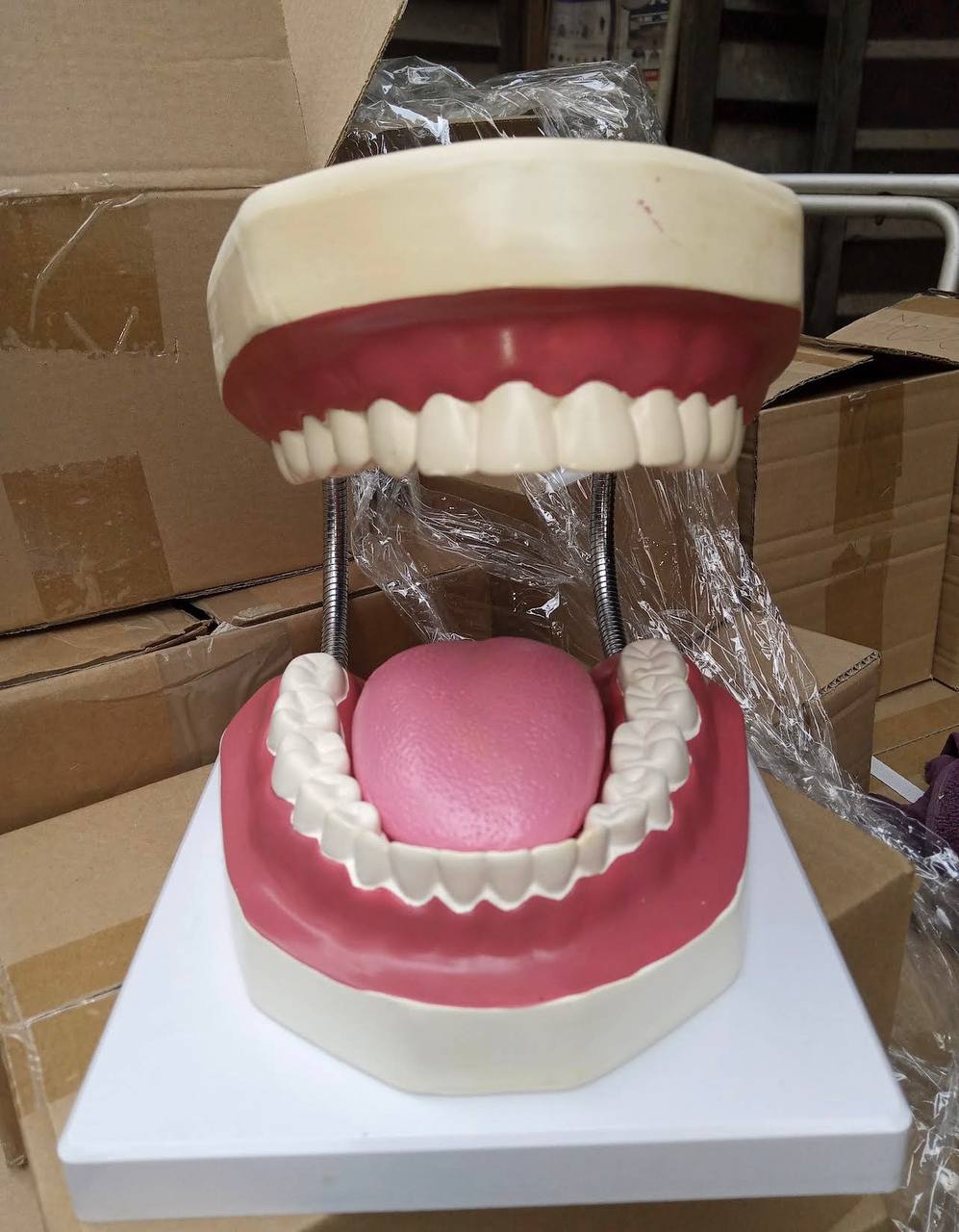 Oversized dental care teaching model of upper and lower jaws