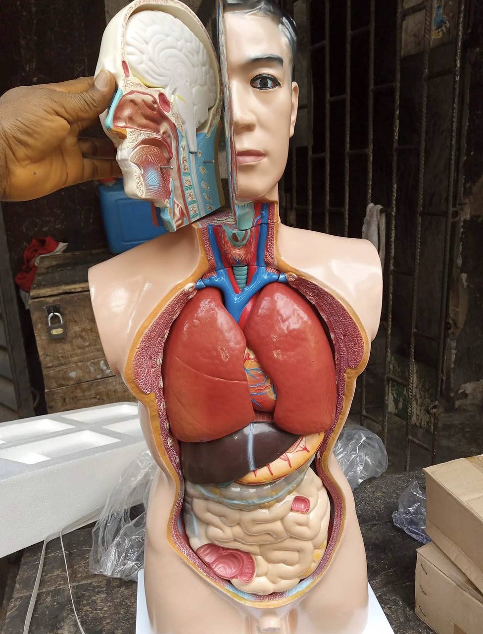 Human torso anatomical model with sectioned head showing brain and organs