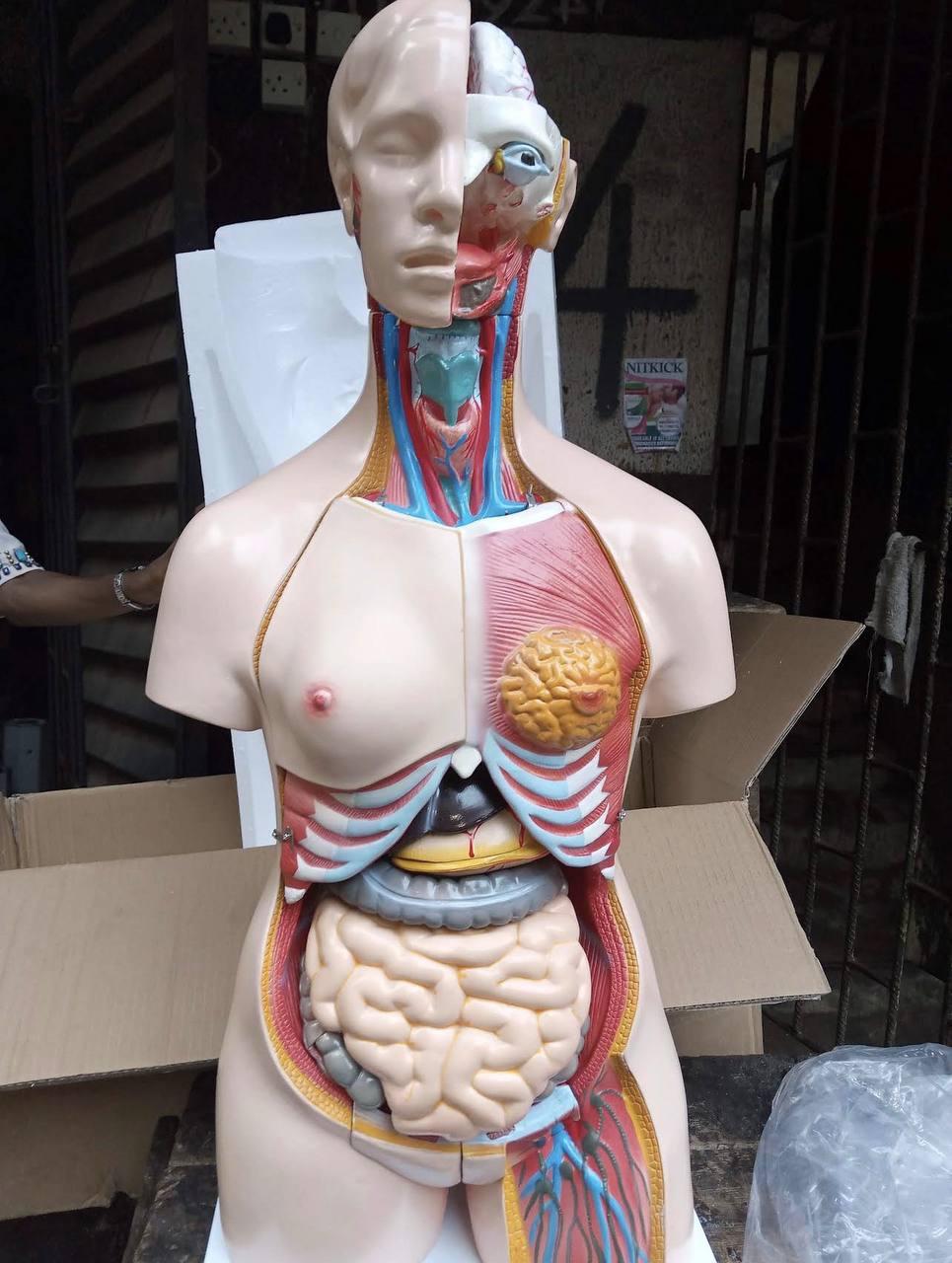 Human torso anatomical teaching model with removable organs